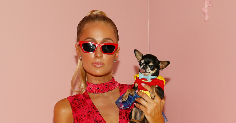 Paris Hilton Offers ‘Big Reward’ For Her Missing Chihuahua Diamond Baby
