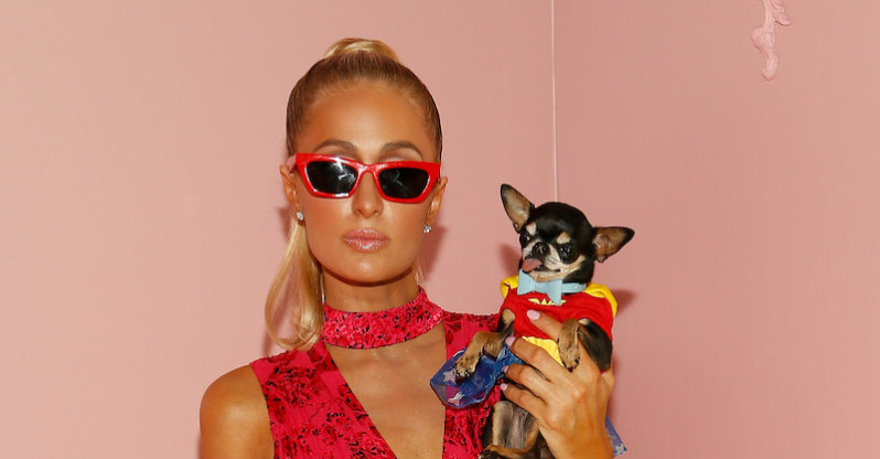 Paris Hilton Offers ‘Big Reward’ For Her Missing Chihuahua Diamond Baby